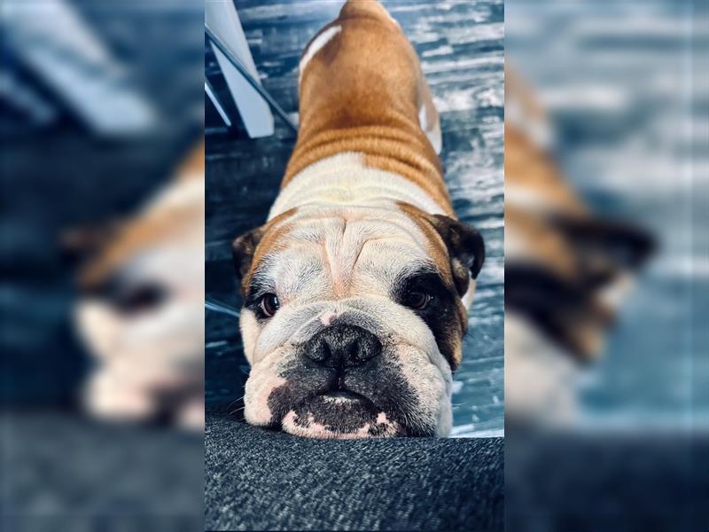 Englische Bulldoggenwelpen verfügbar in der Hauszucht "Von Teodor" FCI!