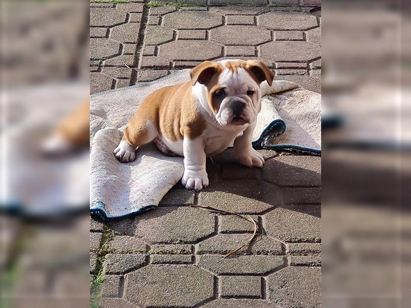 Englische Bulldogge