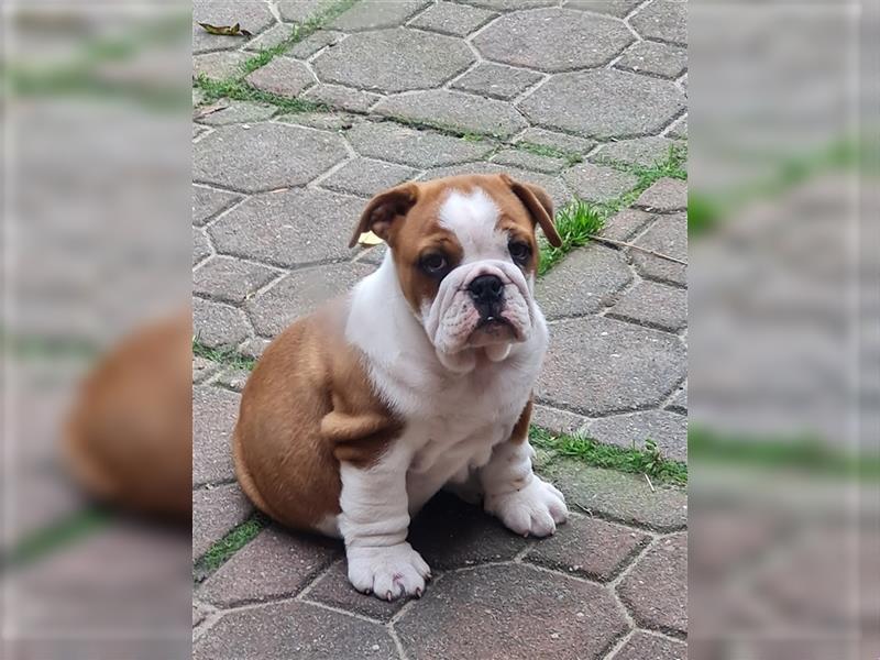 Englische Bulldogge