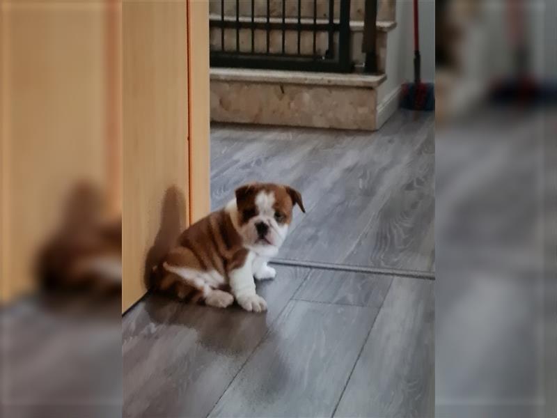 Englische Bulldogge