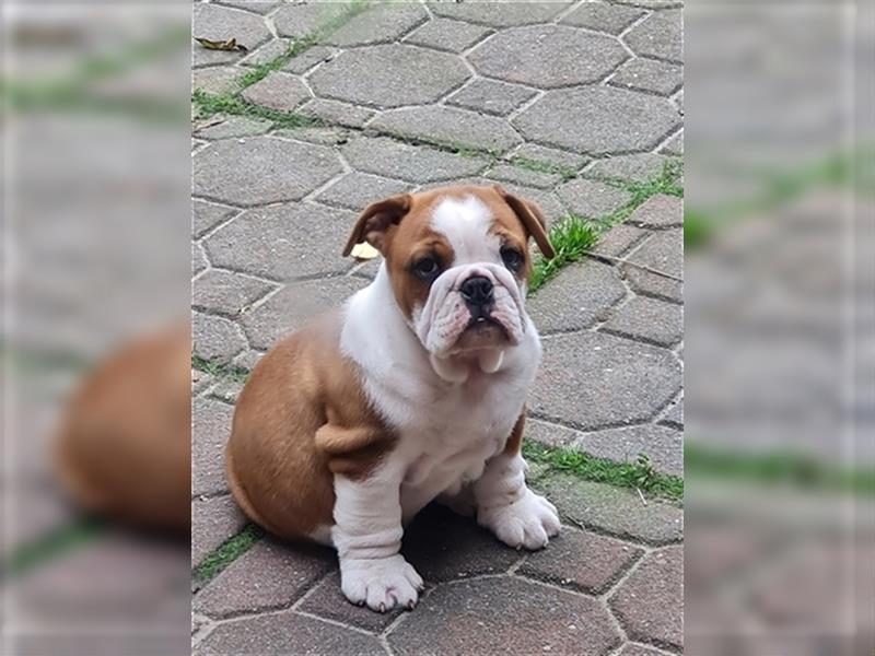 Englische Bulldogge