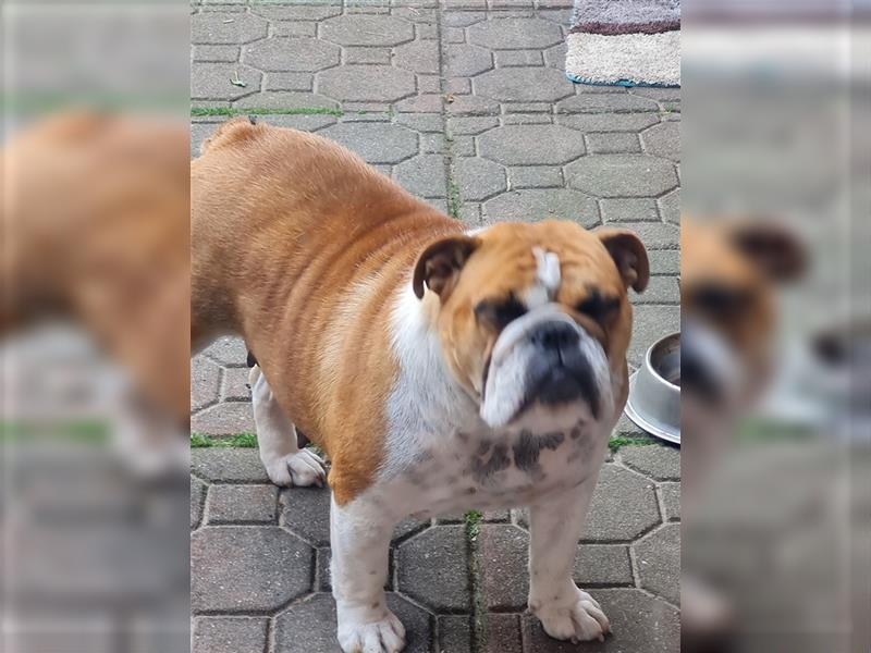 Englische Bulldogge