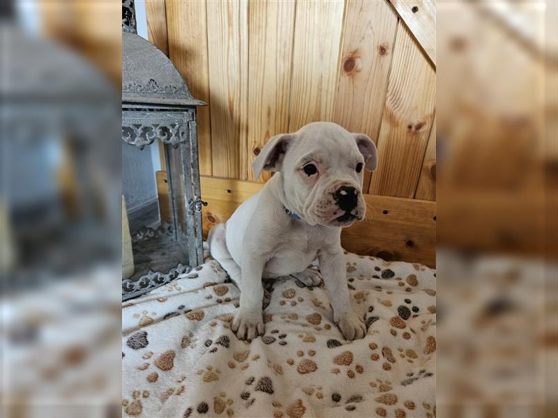 Englische Bulldogge / Boxer Mix Welpen