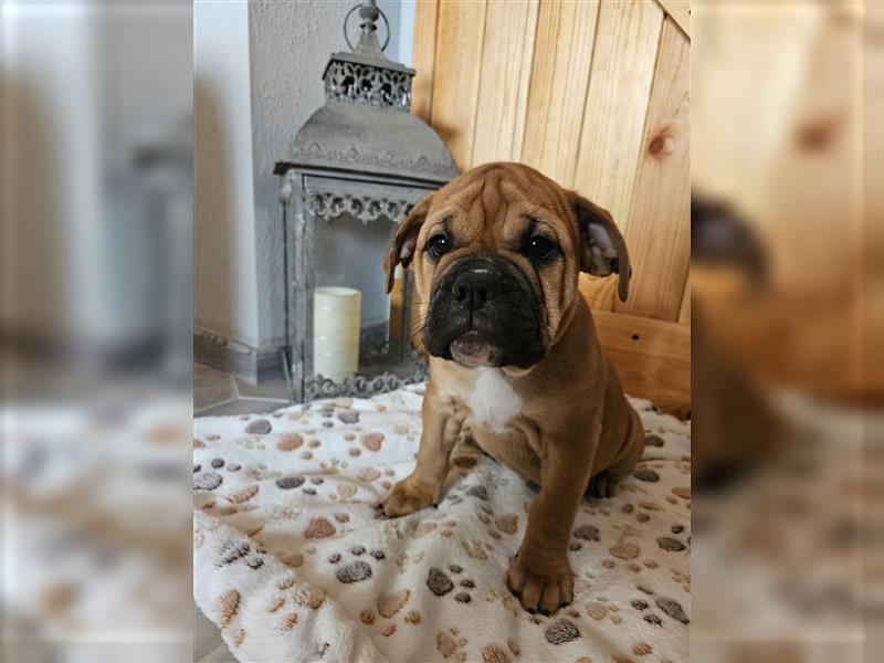 Englische Bulldogge / Boxer Mix Welpen