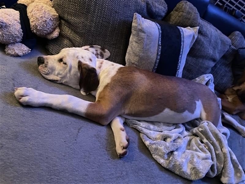 Old Englisch Bulldog und Rottweiler Dobermann Mix Welpe Rüde OEB