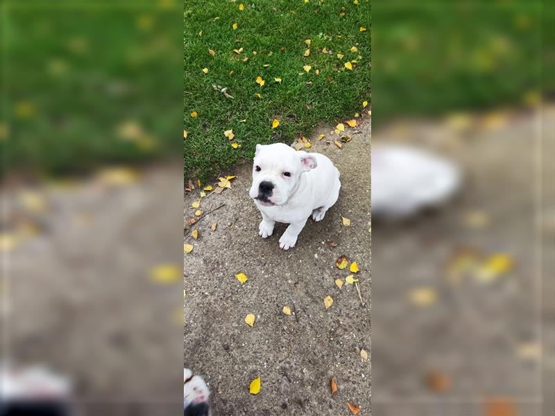 Wir dürfen jetzt ausziehen.Englische Bulldogge / Boxer Mix Welpen