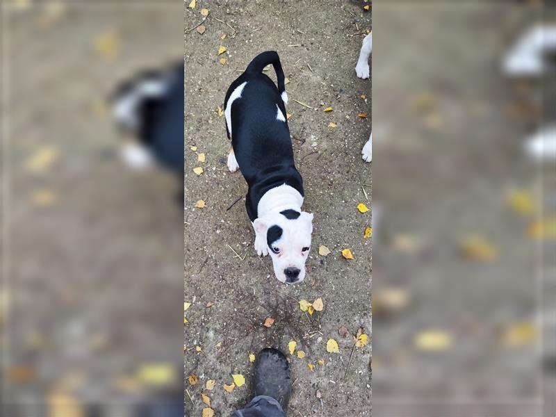 Wir dürfen jetzt ausziehen.Englische Bulldogge / Boxer Mix Welpen