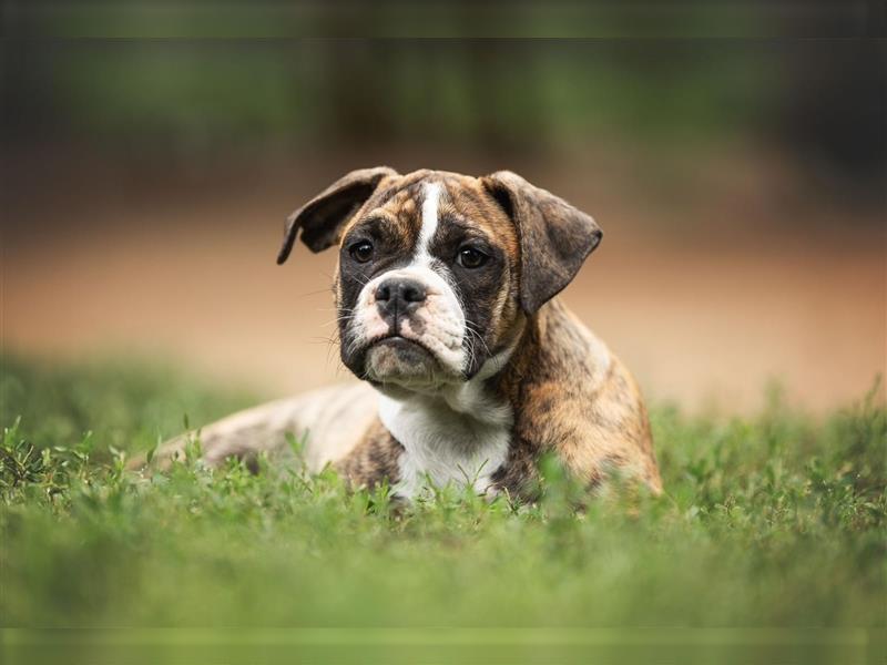 Englische Bulldogge (alternativ)