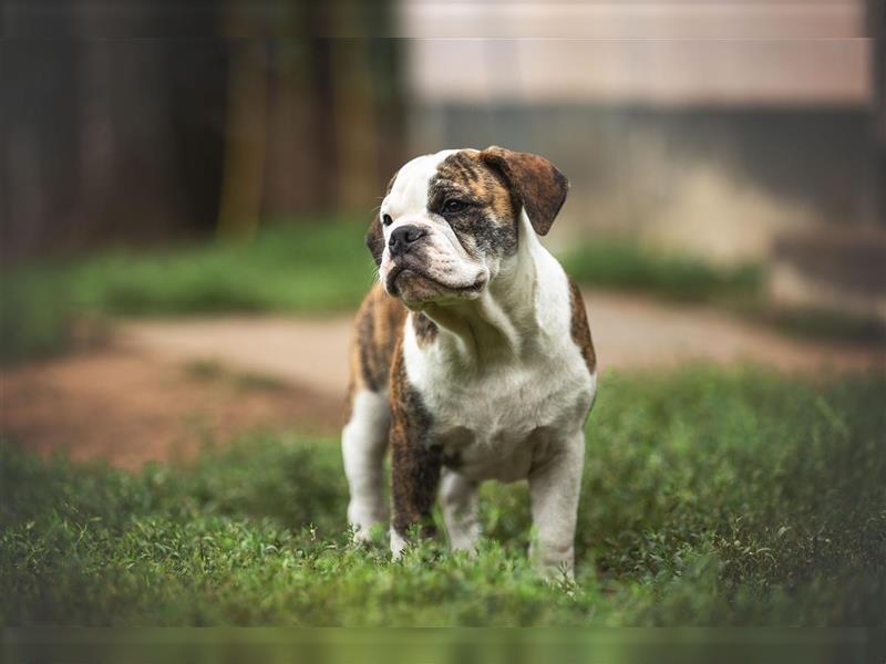 Englische Bulldogge (alternativ)