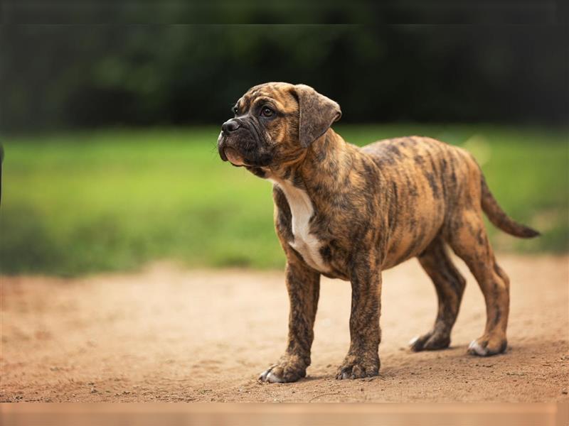 Englische Bulldogge (alternativ)