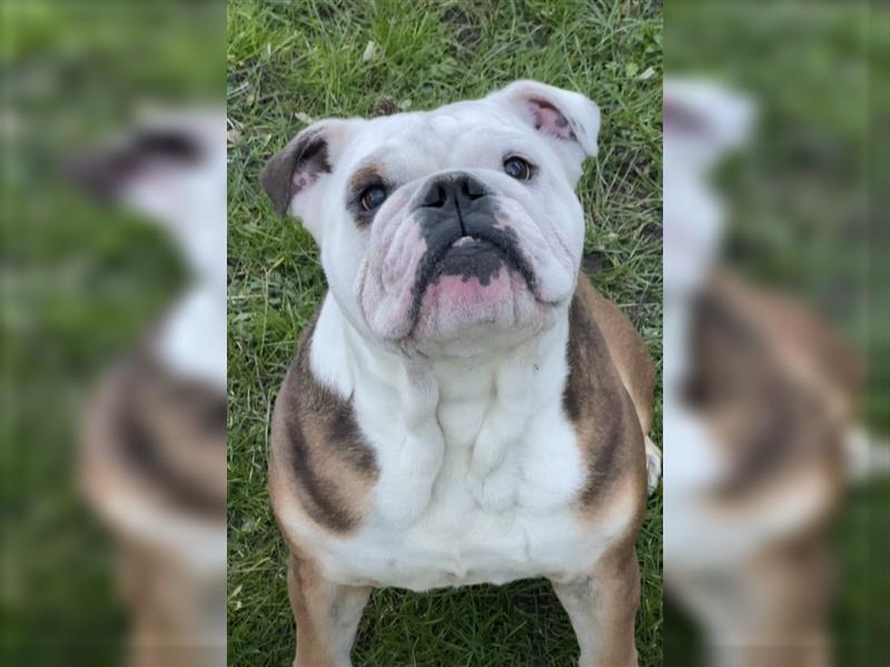 Englische Bulldogge,  7 Jahre alt, Rüde