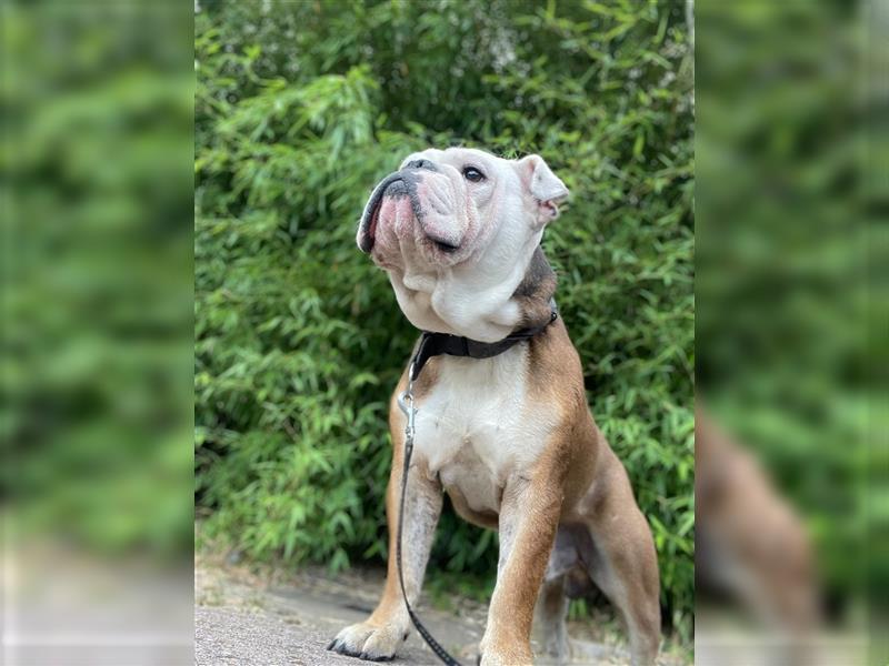 Englische Bulldogge,  7 Jahre alt, Rüde