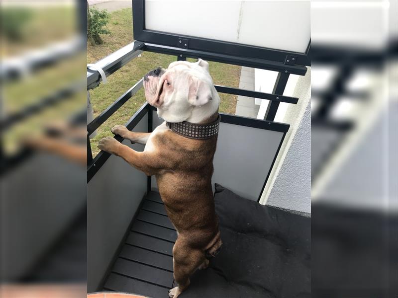 Englische Bulldogge,  7 Jahre alt, Rüde