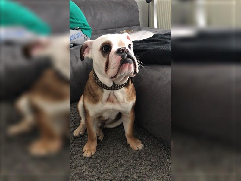 Englische Bulldogge,  7 Jahre alt, Rüde