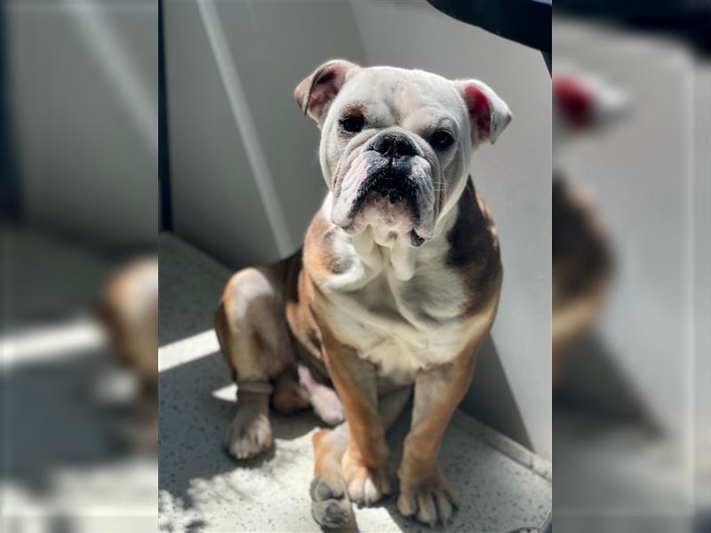 Englische Bulldogge,  7 Jahre alt, Rüde