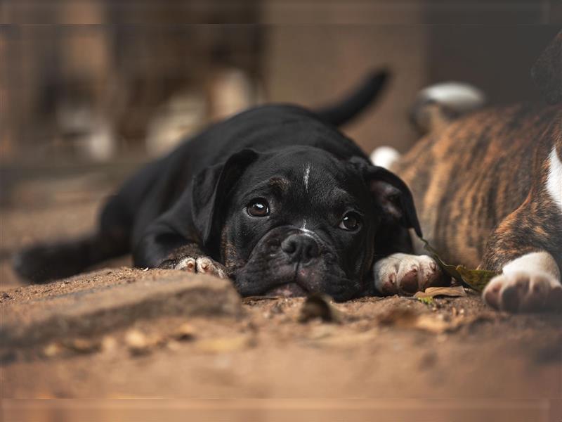 Englische Bulldogge (alternativ)