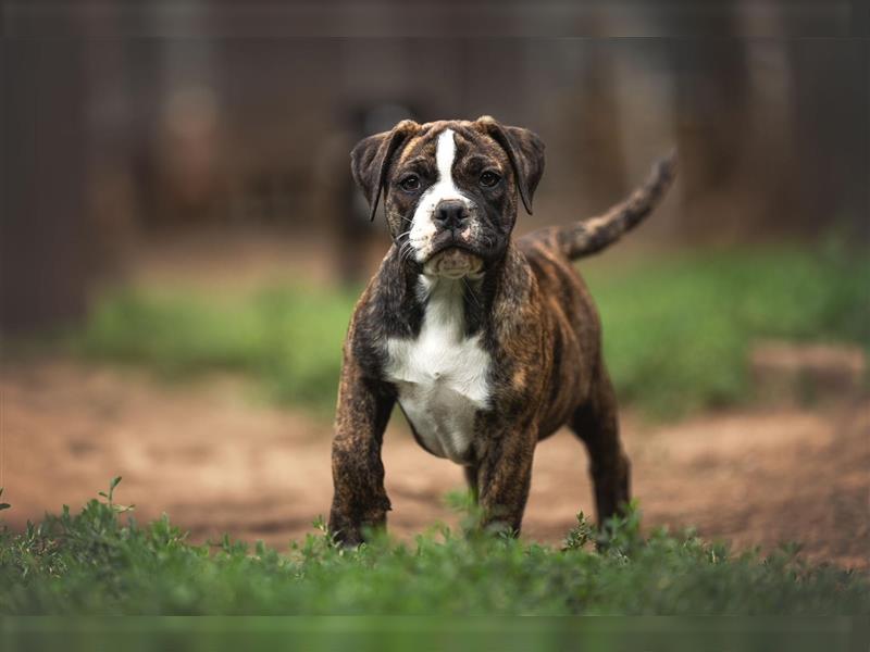 Englische Bulldogge (alternativ)