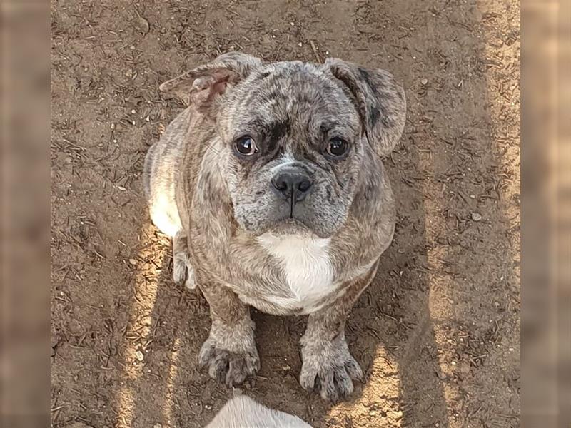 Englisch Bulldog Grenchi Mix Welpe