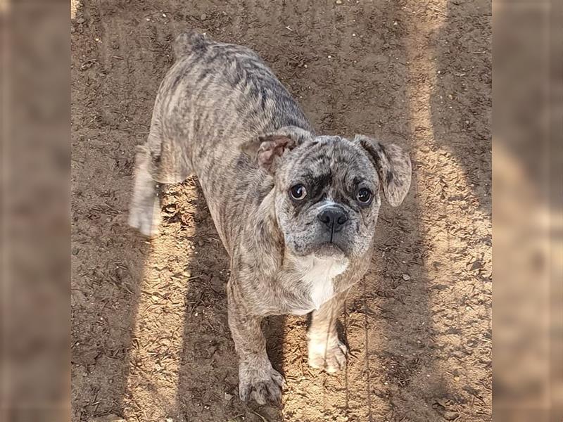 Englisch Bulldog Grenchi Mix Welpe