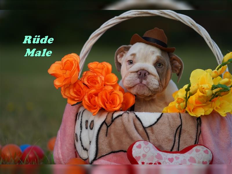 Wunderschöne & Freiatmende Englische Bulldogge Babys