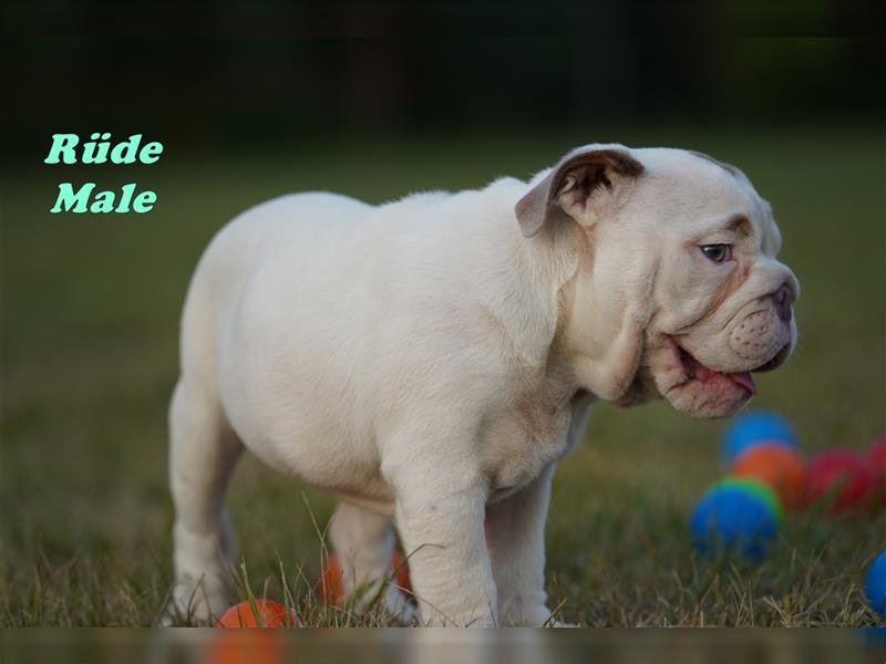 Wunderschöne & Freiatmende Englische Bulldogge Babys