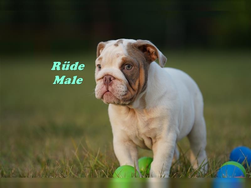 Wunderschöne & Freiatmende Englische Bulldogge Babys