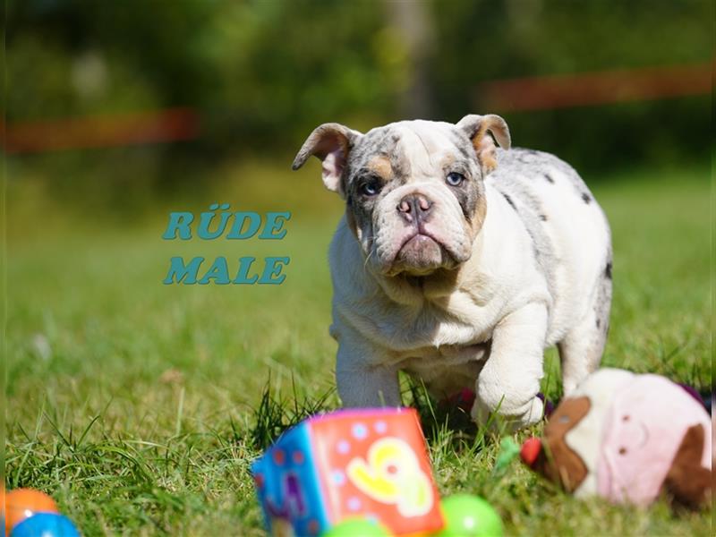 Wunderschöne & Freiatmende Englische Bulldogge Babys