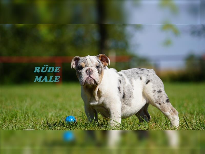 Wunderschöne & Freiatmende Englische Bulldogge Babys