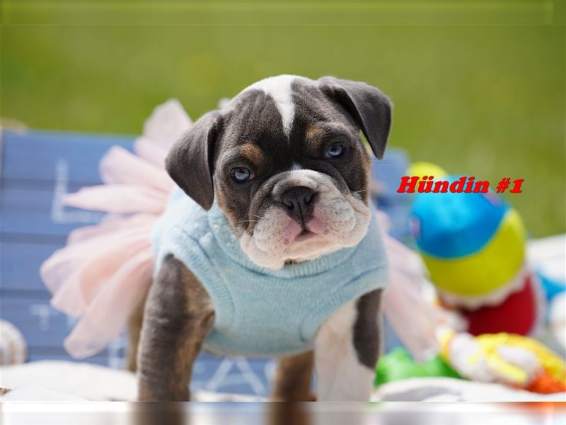 Wunderschöne & Freiatmende Englische Bulldogge Babys