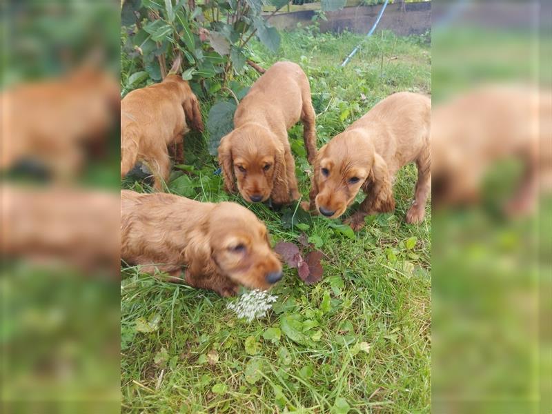 Englisch Cocker Spaniel