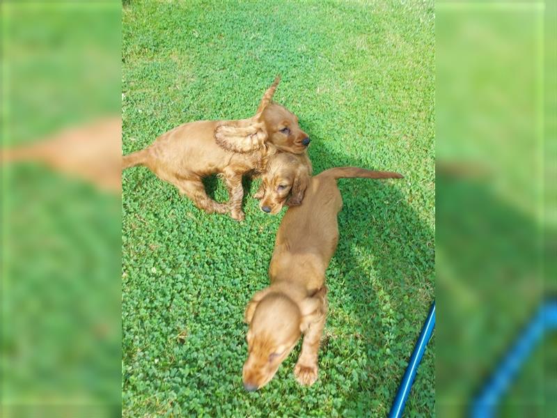 Englisch Cocker Spaniel