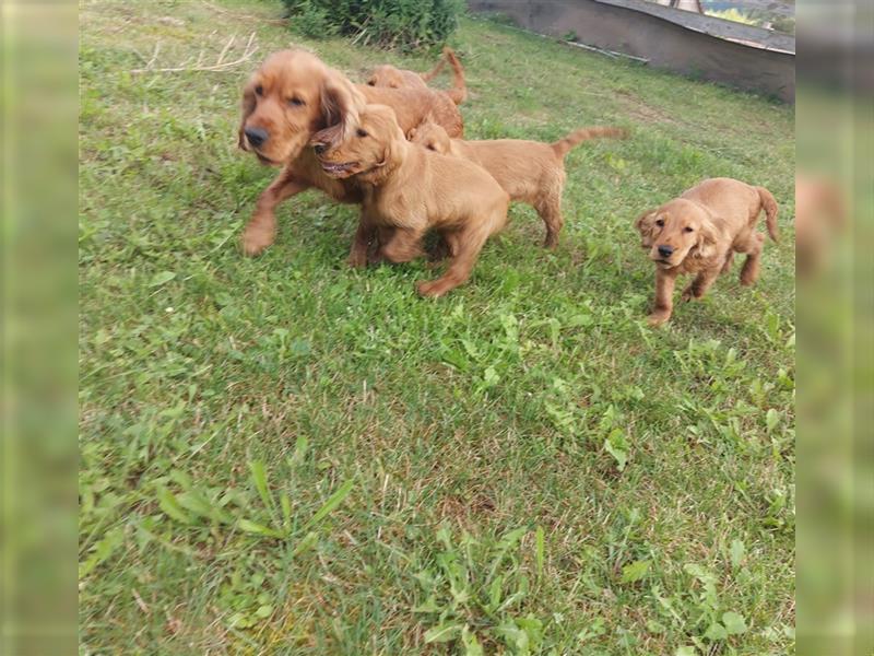 Englisch Cocker Spaniel