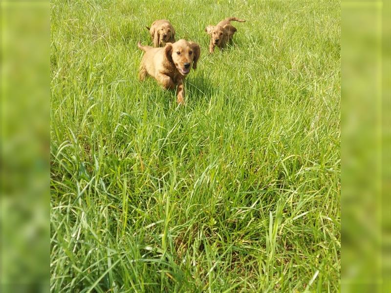 Englisch Cocker Spaniel