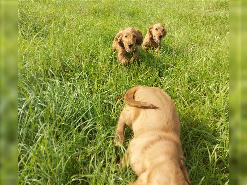 Englisch Cocker Spaniel