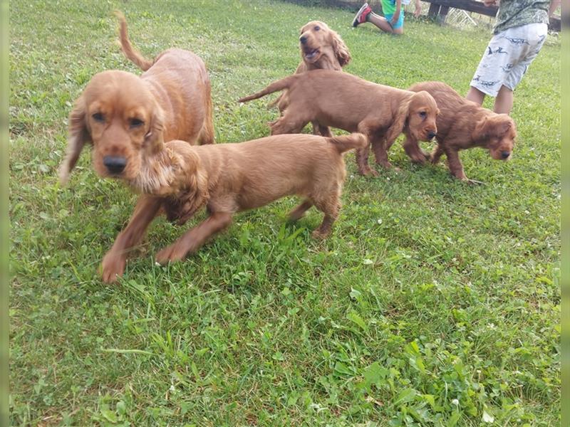 Englisch Cocker Spaniel