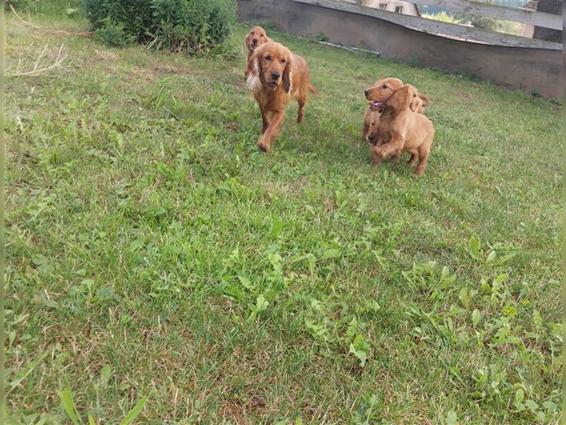 Englisch Cocker Spaniel