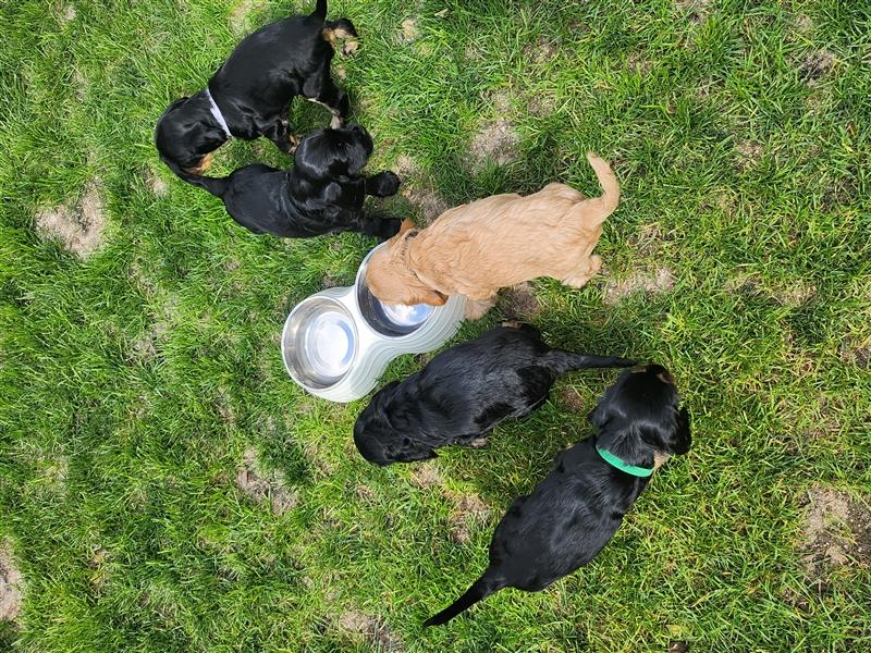 Cocker Spaniel