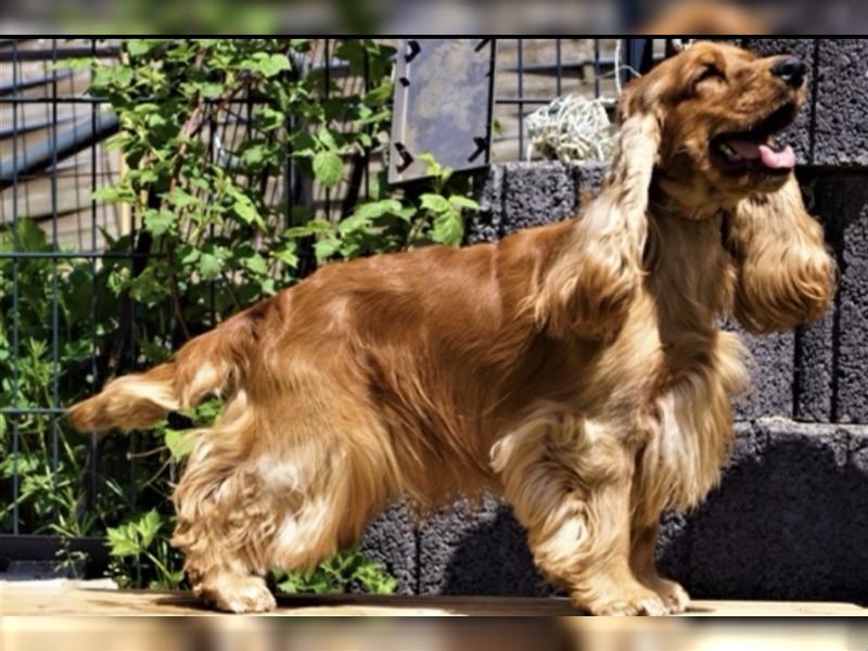 Reinrassige Englische Cocker Spaniel