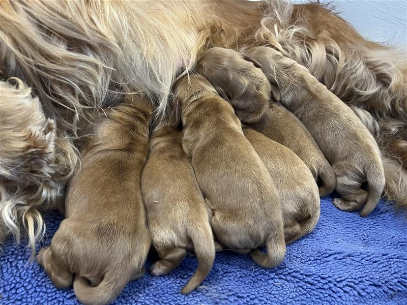 Reinrassige Englische Cocker Spaniel