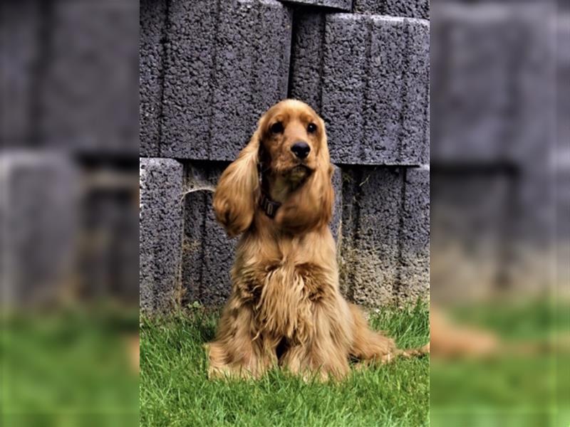 Reinrassige Englische Cocker Spaniel