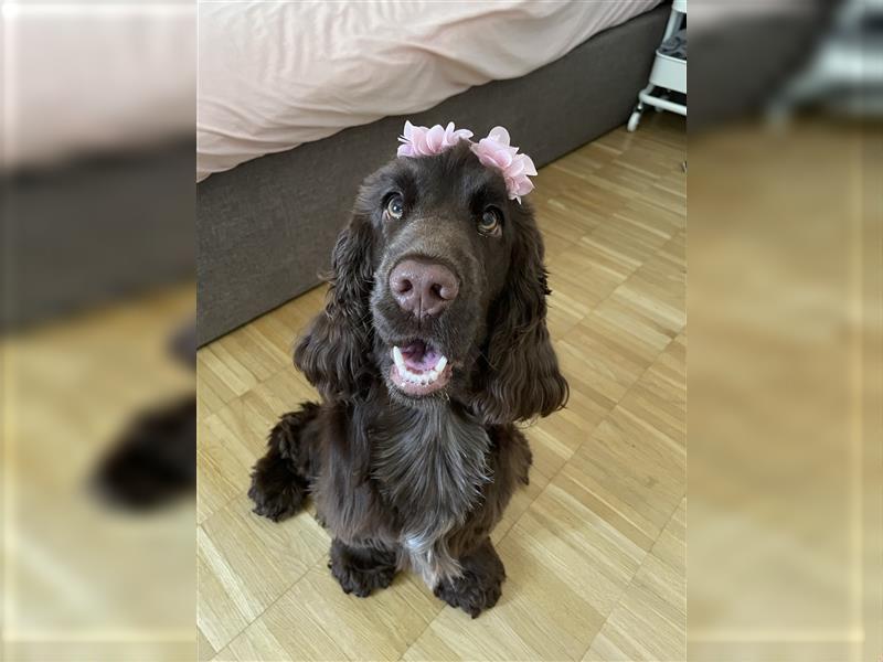 Hündin sucht Deckrüden: Reinrassige Cocker Spaniel