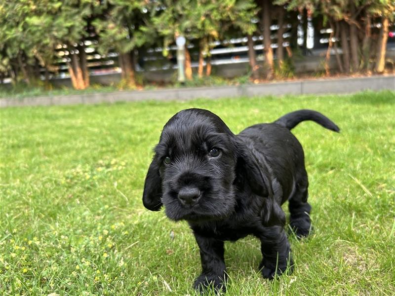 Cocker spaniel 2 Weibchen ,2 Rüden