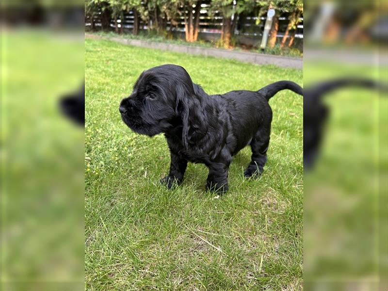 Cocker spaniel 2 Weibchen ,2 Rüden