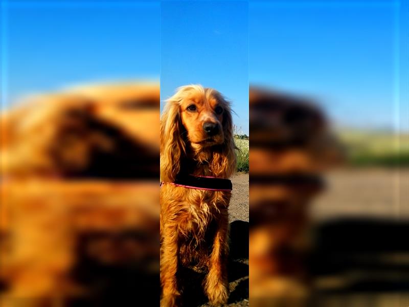 Verkaufe reinrassige Englische Cocker Spaniel Hündin