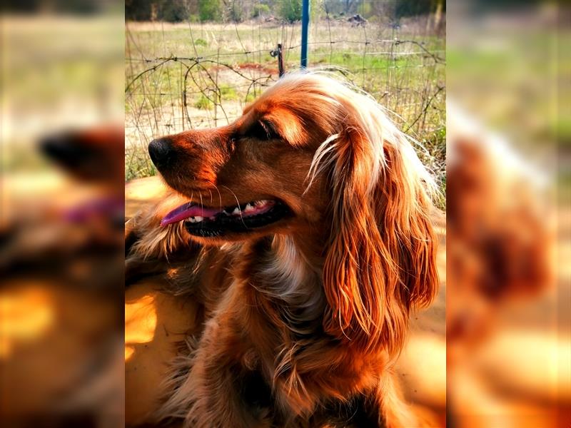 Verkaufe reinrassige Englische Cocker Spaniel Hündin