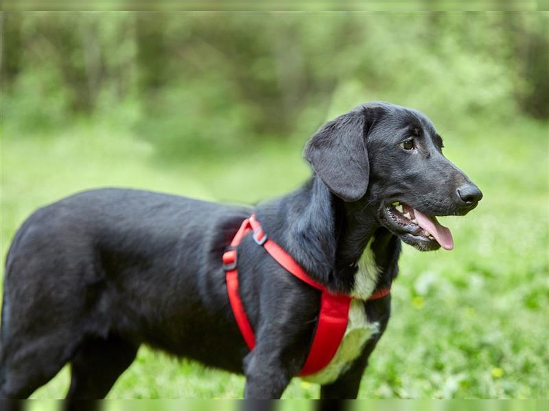 Aufgeschlossene GERDA sucht ein katzenfreies Zuhause