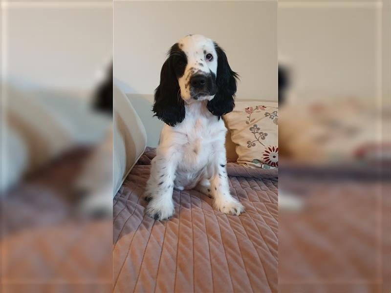 Engl. Cocker Spaniel Hündin