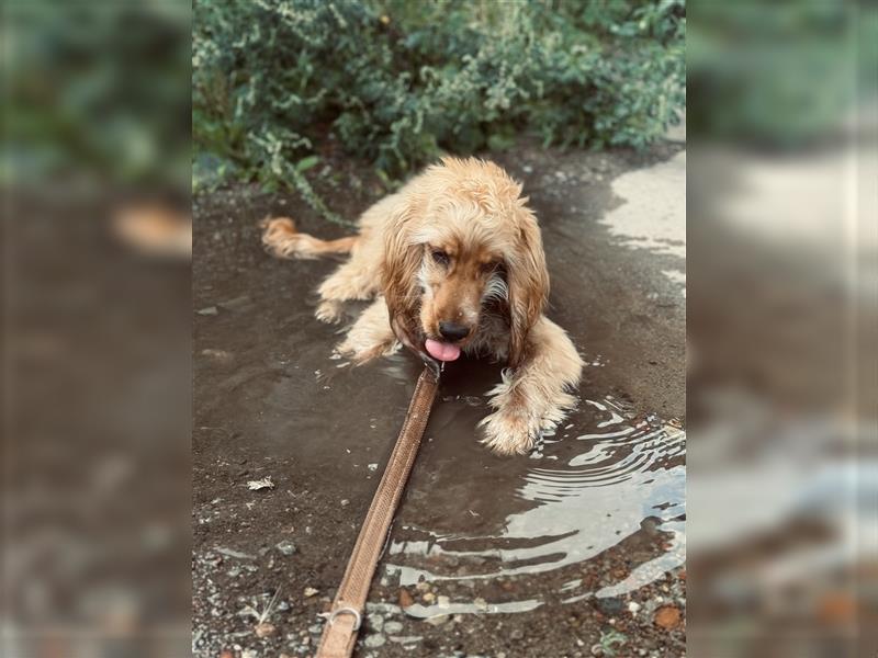 Cocker Spaniel Rüde