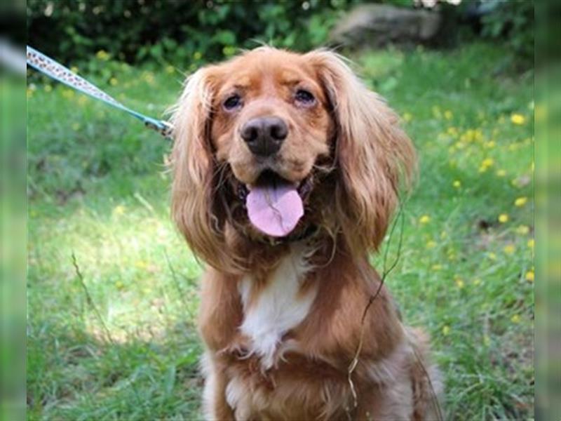 Brösel, Cocker Spaniel, geb. 2020, sucht hundeerfahrene Besitzer