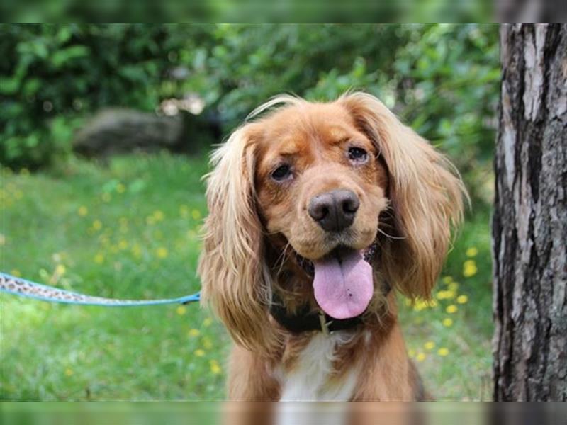 Brösel, Cocker Spaniel, geb. 2020, sucht hundeerfahrene Besitzer